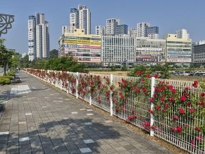 세종시 꽃나래길4.jpg